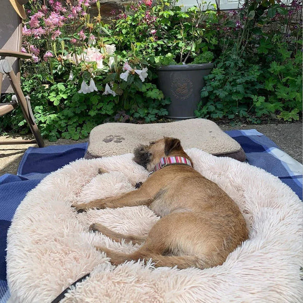 Orthopedic Calming Anxiety Relief Bed